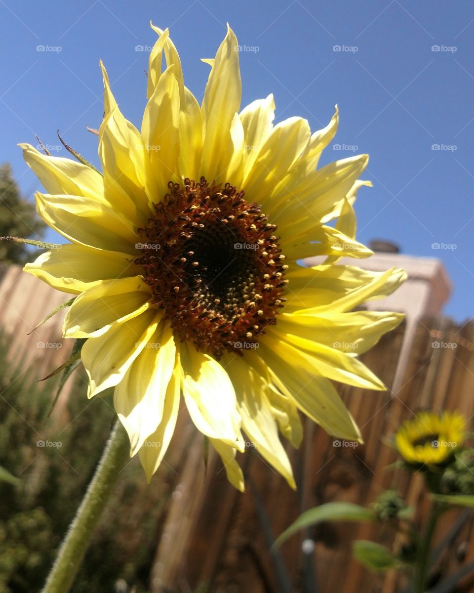 sunflower