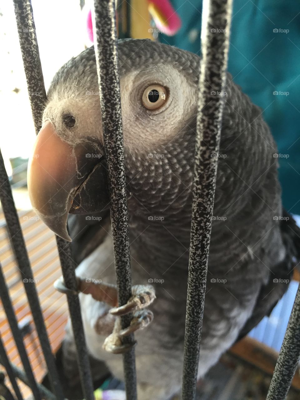 African grey parrot. African grey parrot eagle eye