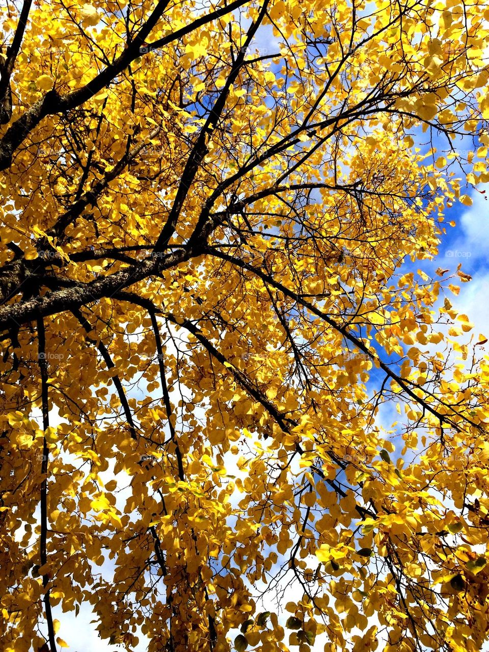 Yellow autumns 
