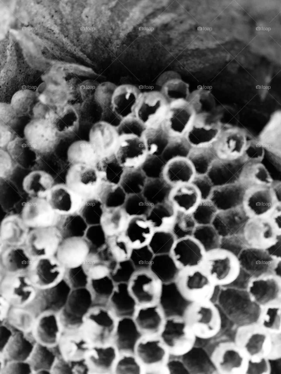 Close up of paper wasp nest
