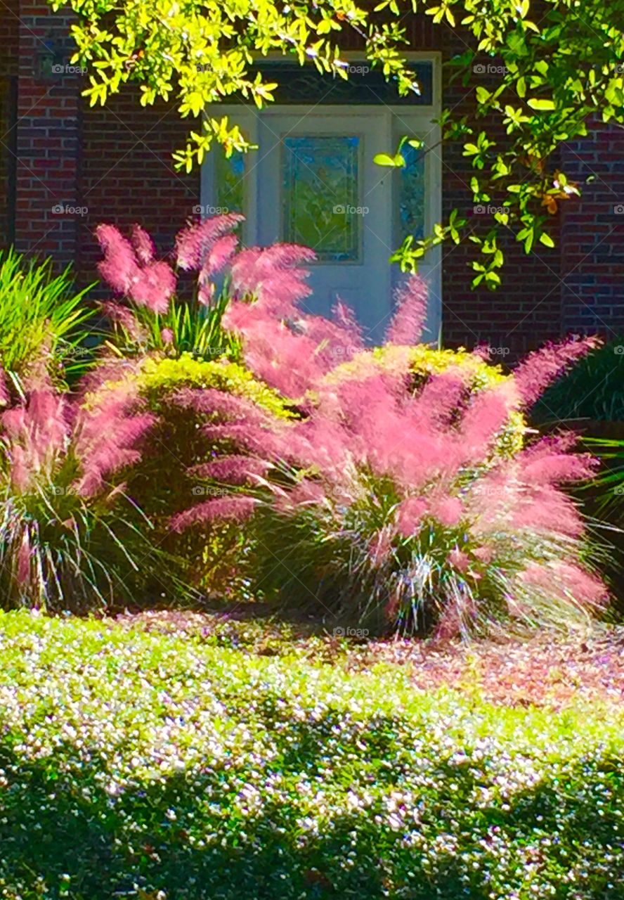 Fountain grass