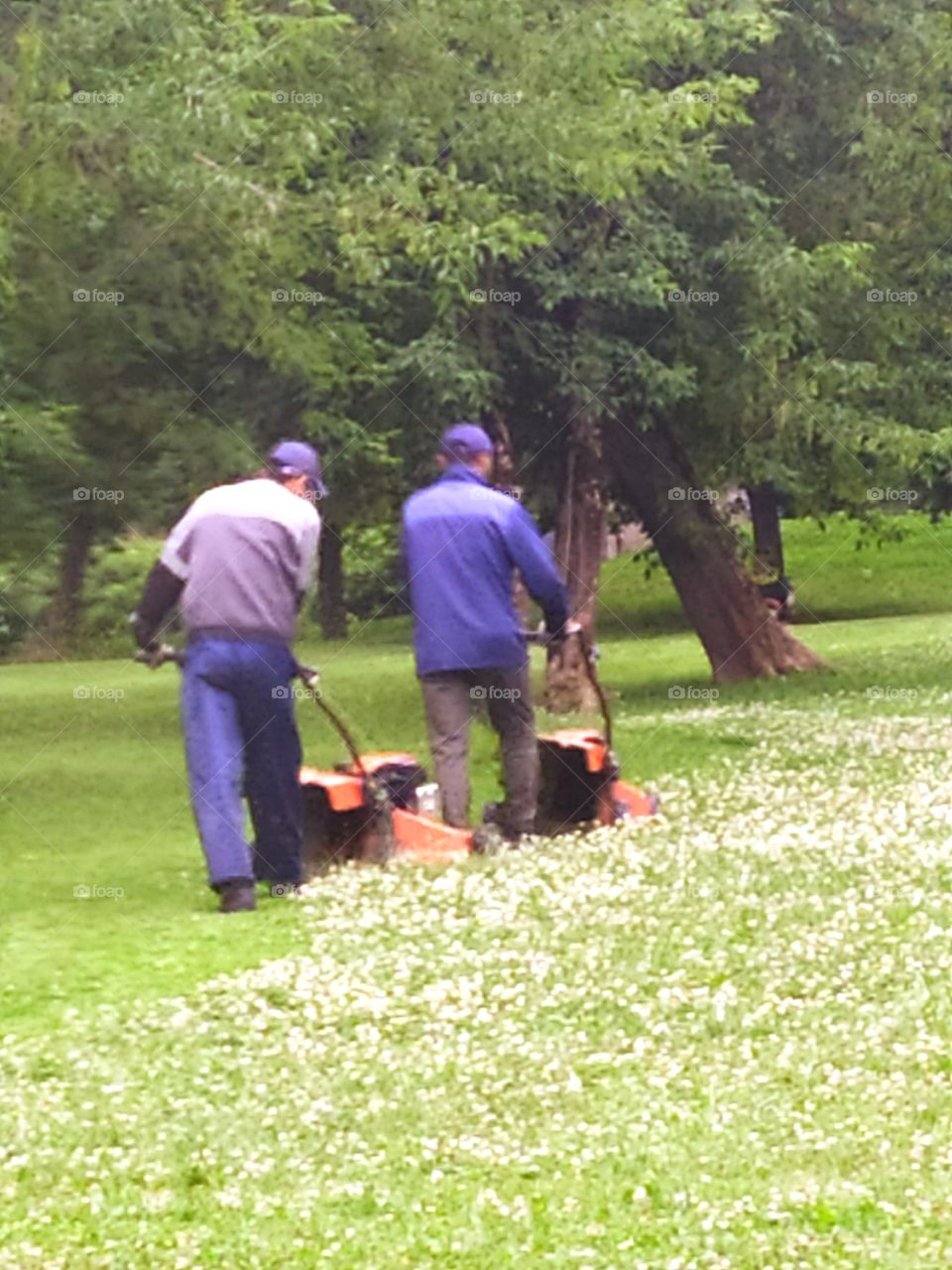 Summer.  Two workers mow the lawn with lawn mowers in the park