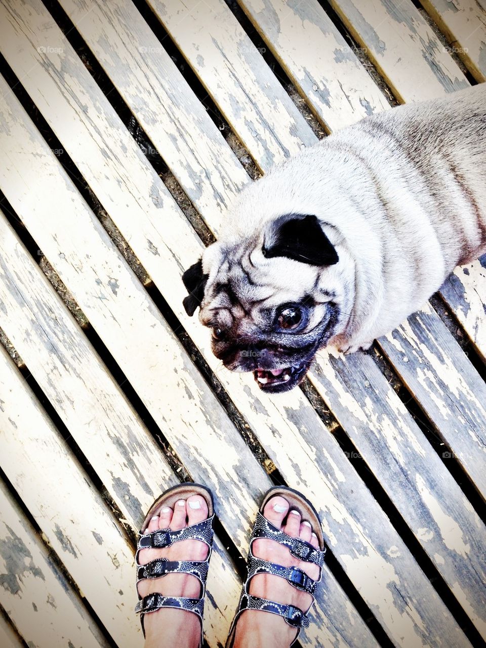 pug happiness