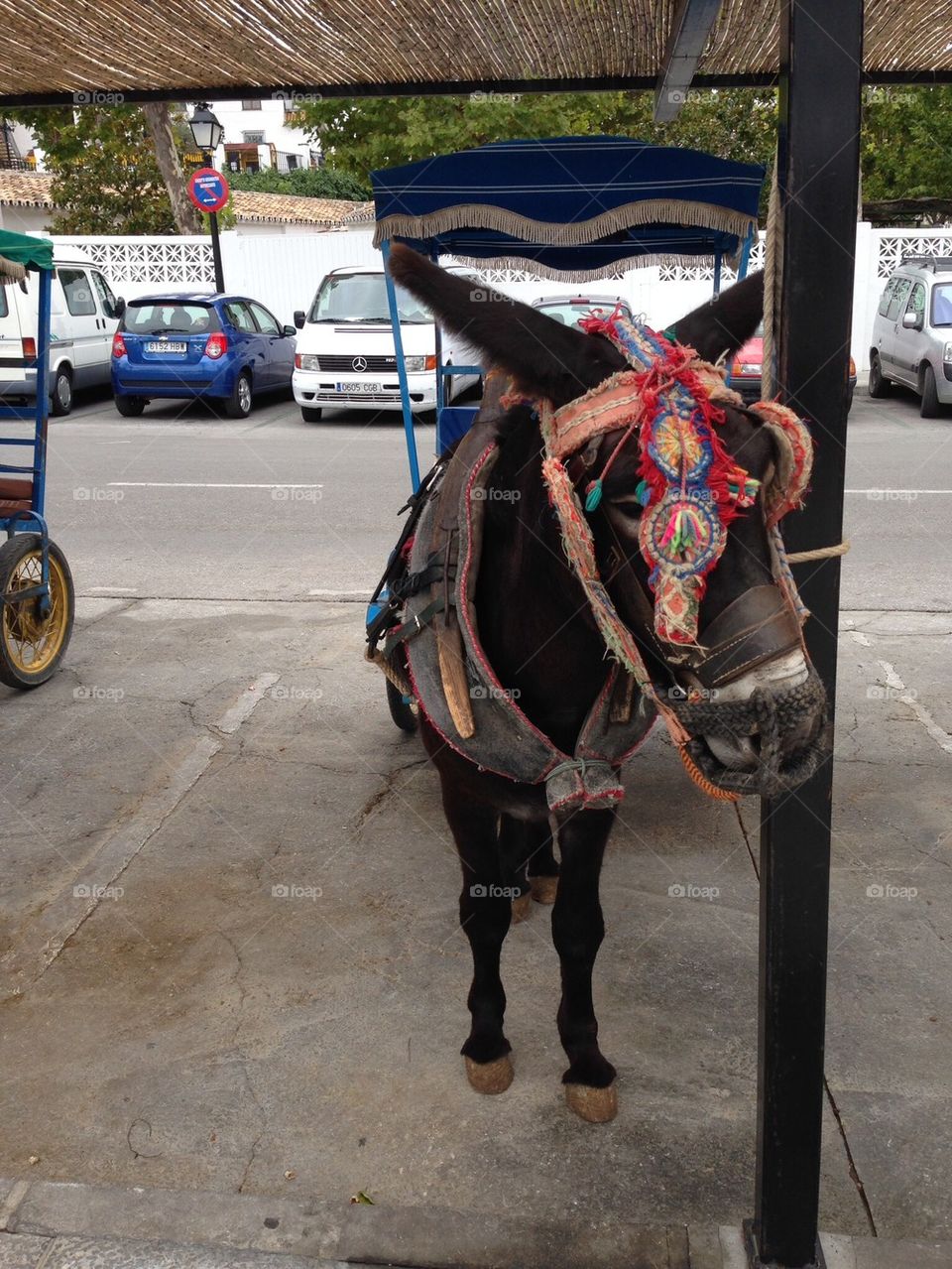 These poor animals stand all day! Any sales from these pics will be donated to a donkey sanctuary!