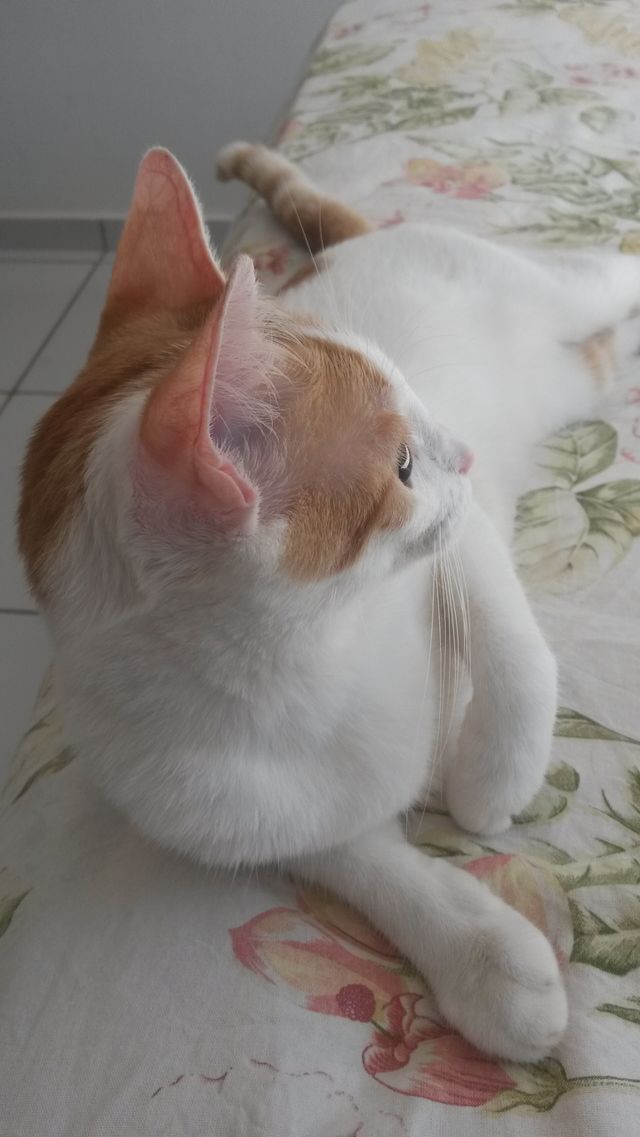 my dear pet cat