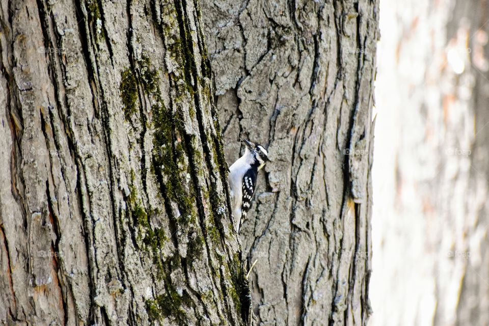 Woodpecker grabbing a bite to eat from under tree bark
