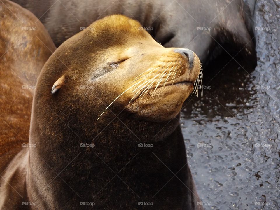 Sea lion