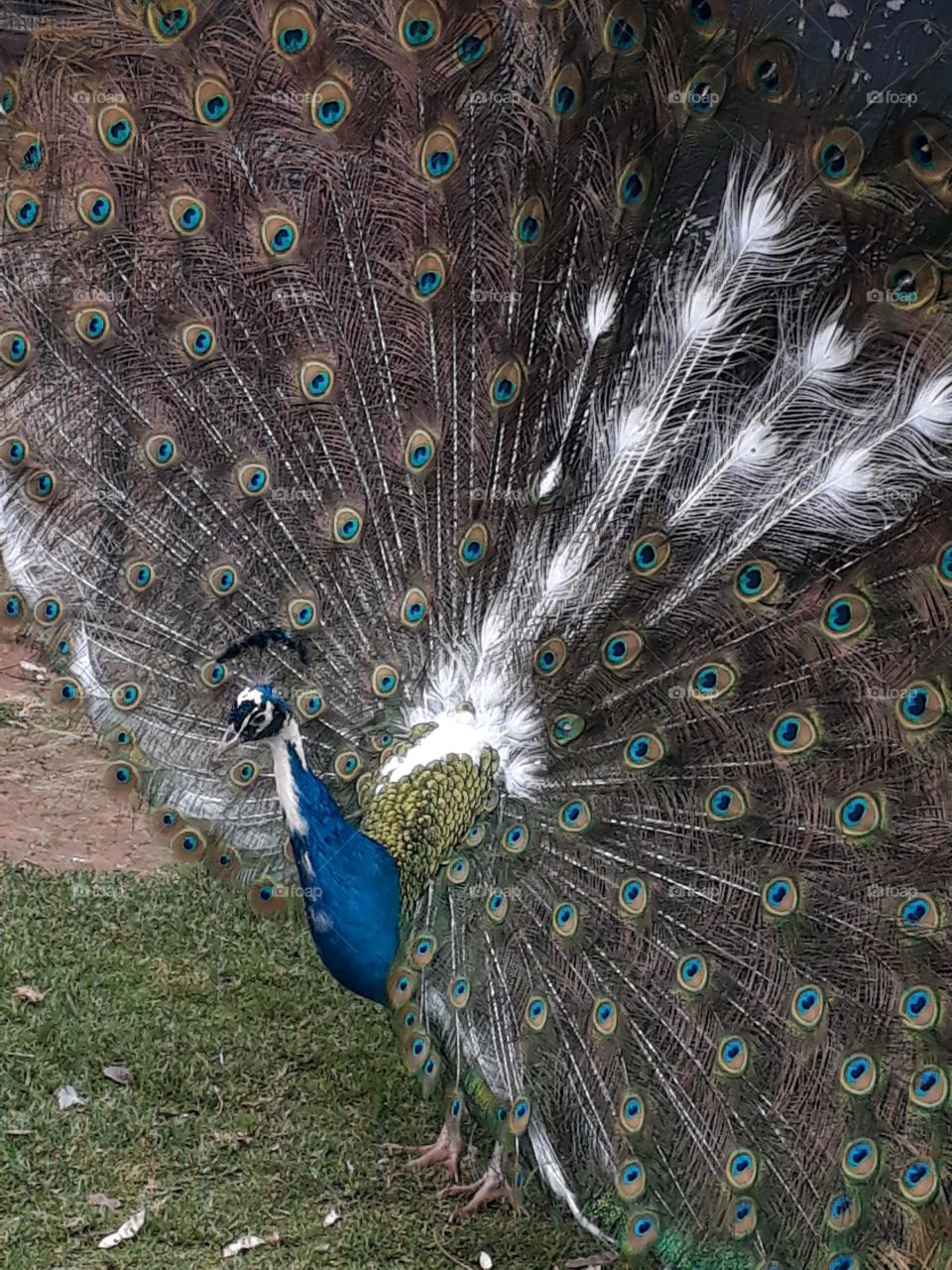 peacock amazing colours and bird.😍