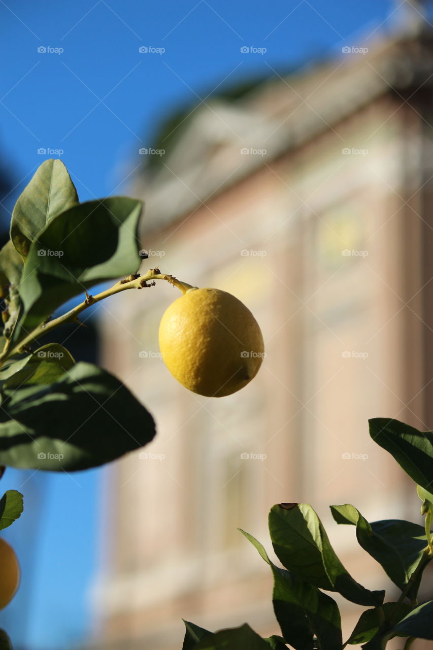 lemon tree with fruit. vatican museum gardens