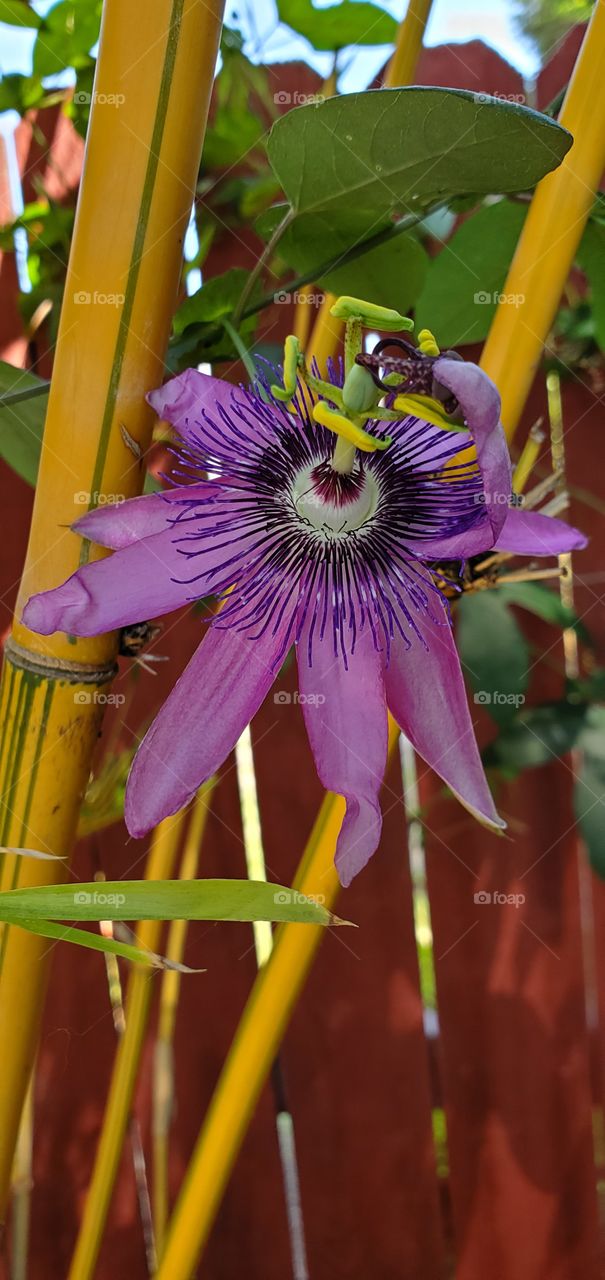 Passion flower