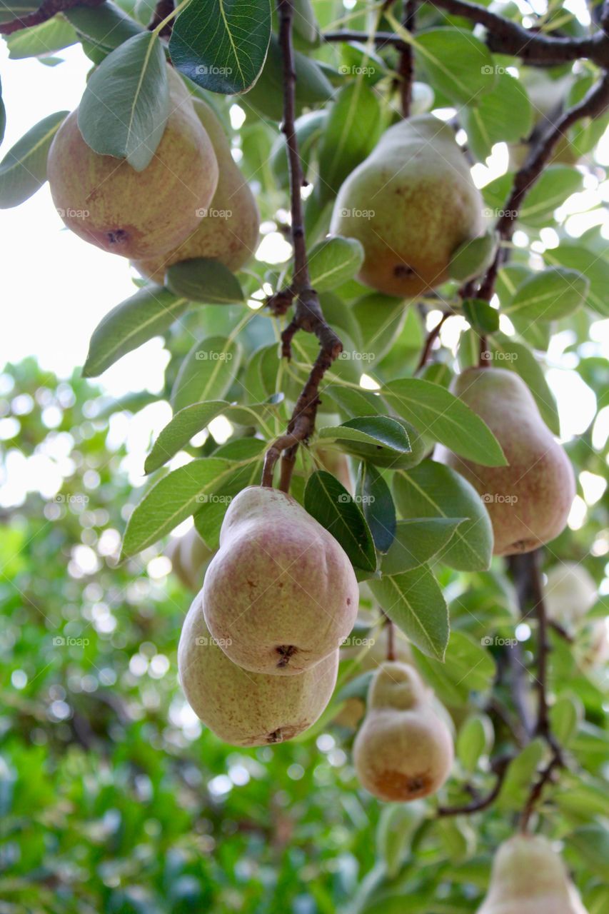 Pears