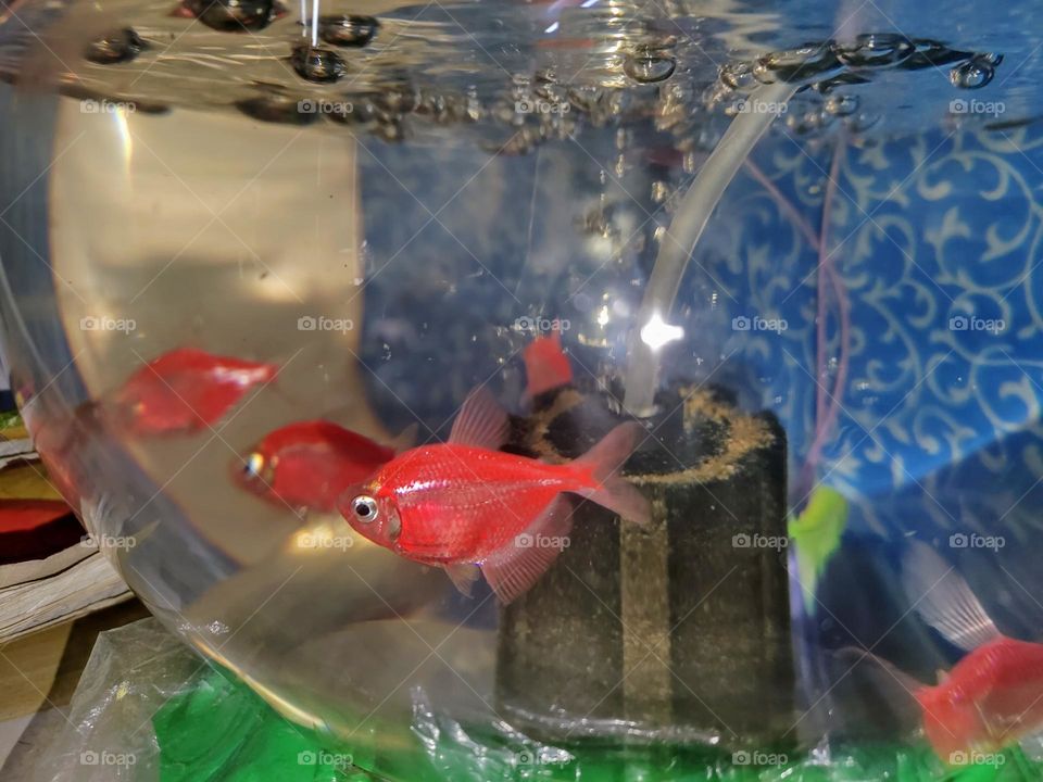 small aquarium and red fish