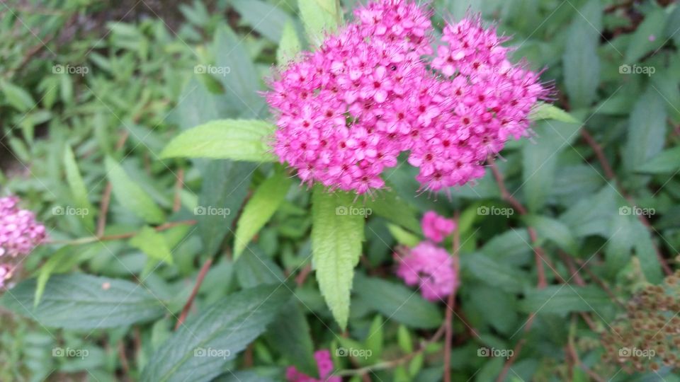 spirea