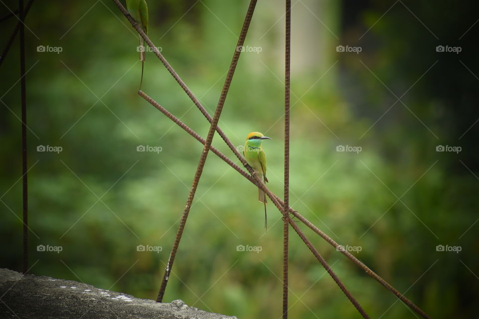 Blue Tailed Bee Eater eagerly waiting for it's lover