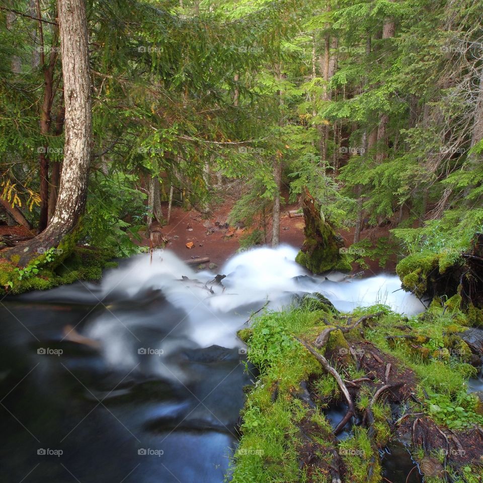 The edge of the cliff for Clearwater Falls with powerful waves of water going over in the peaceful Umpqua National Forest on a summer day. 