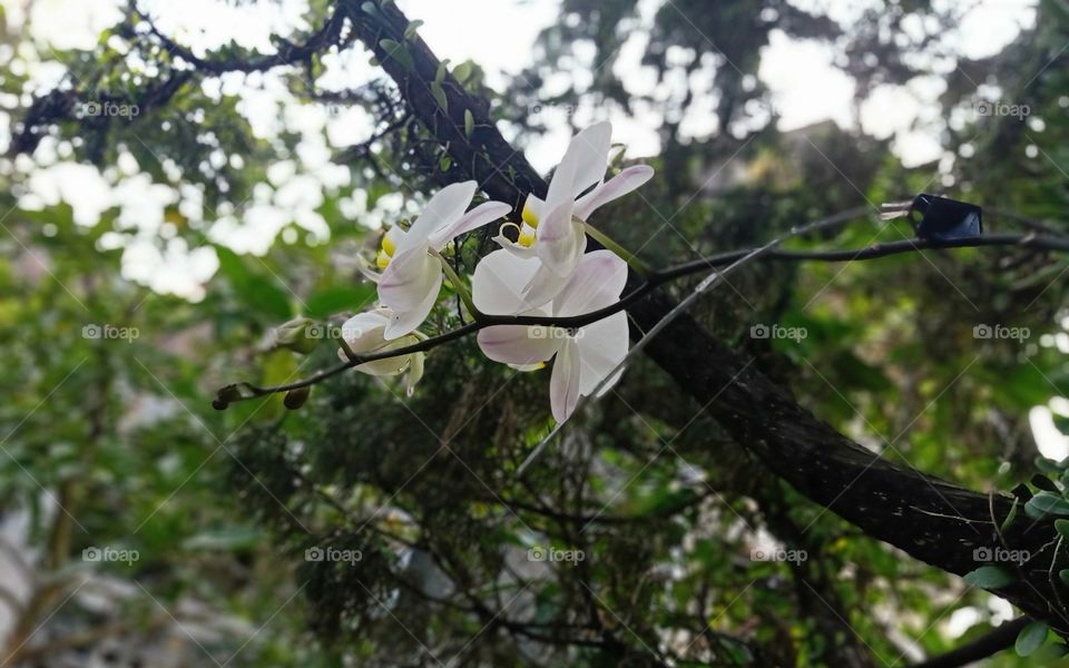 beautiful white flower in the morning