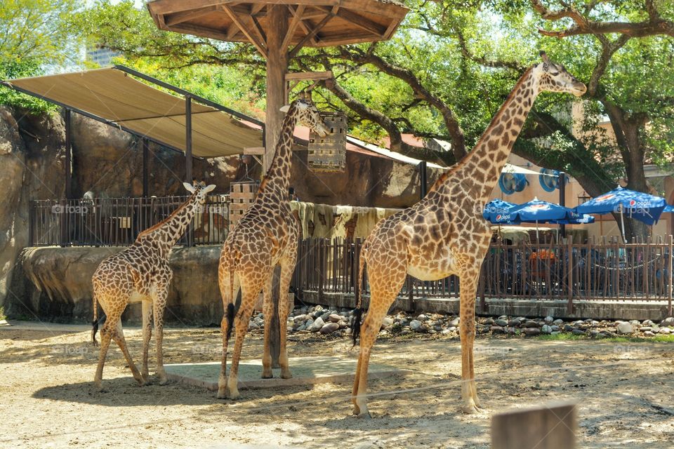 Giraffes at Houston zoo