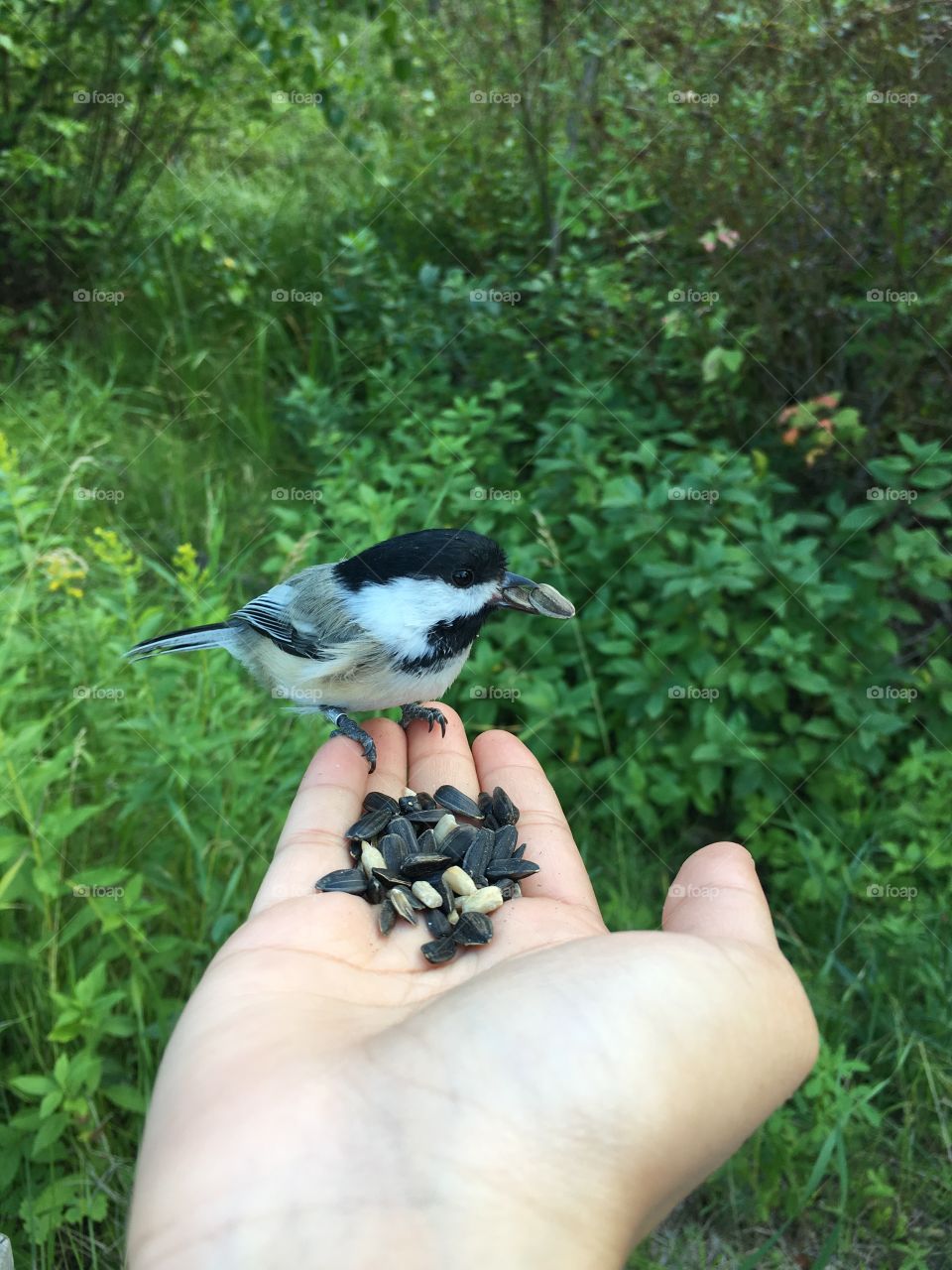 Chickadee 