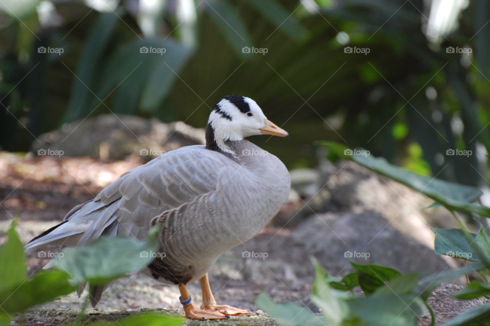 florida bird goose by cwassi