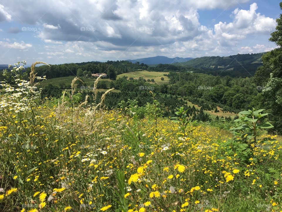 Wildflowers and mountains 