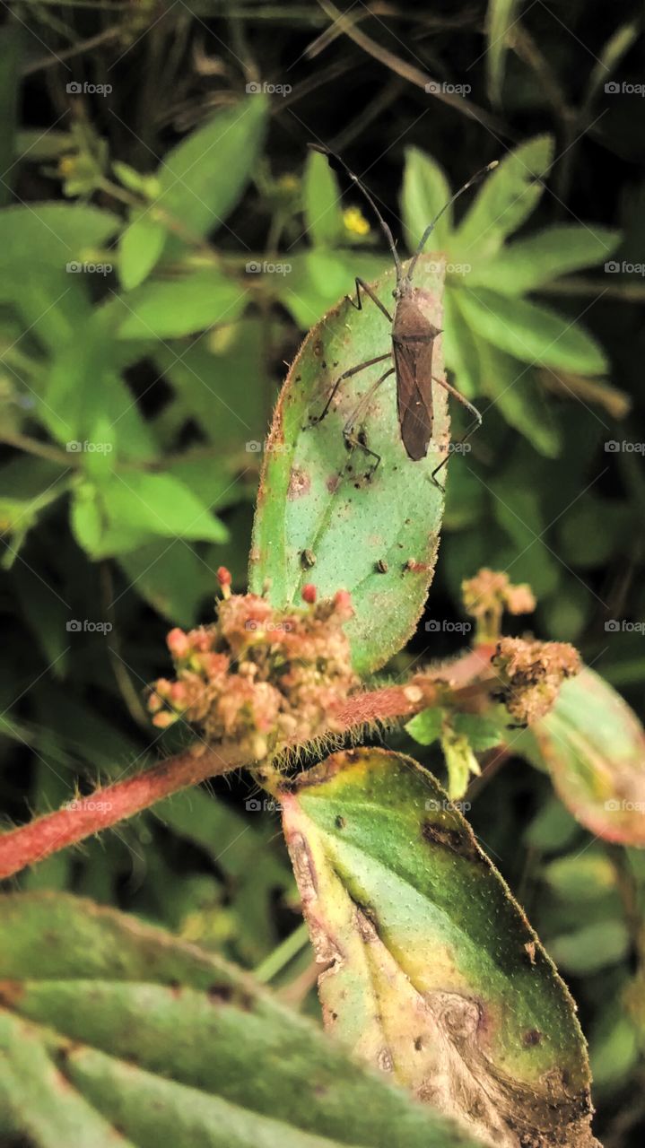 insect on leaves