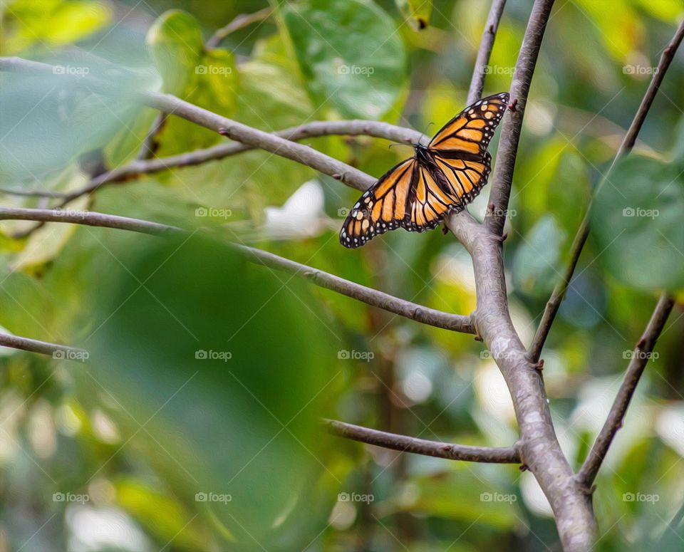 Beautiful Butterfly in tree 