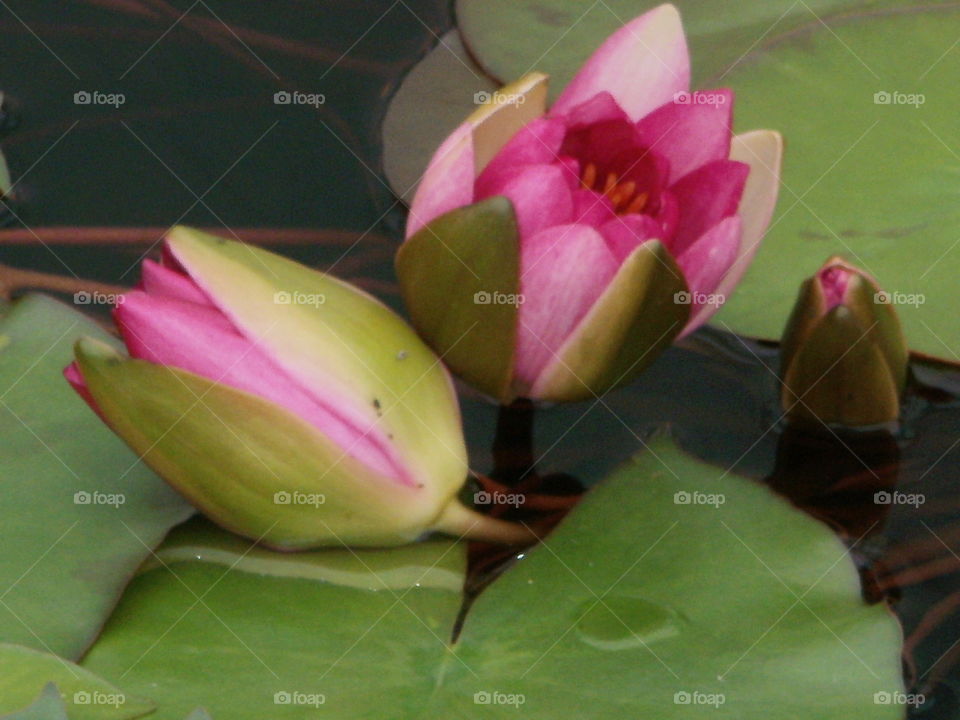 Water lily buds, Como Park