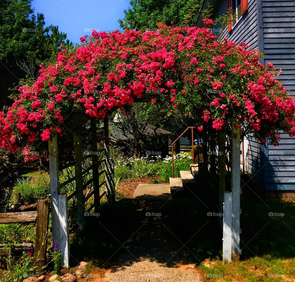 Gazebo with pink carnations growing on it—taken in Ludington, Michigan 