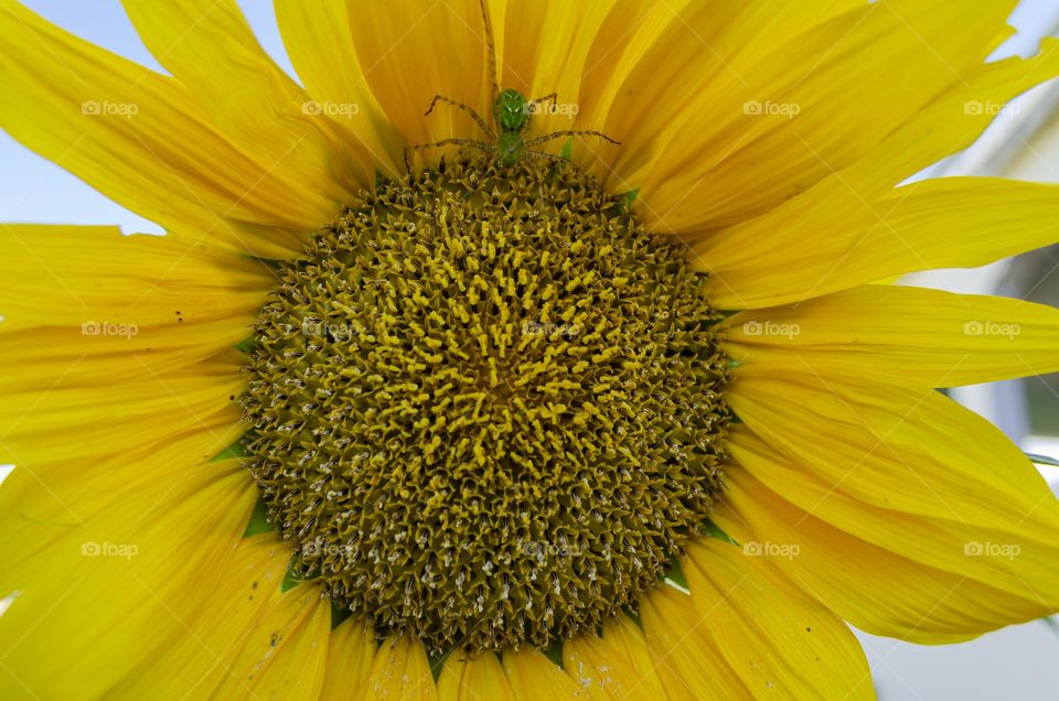 Sunflower Seeds