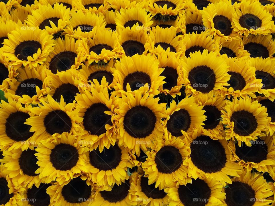 sunflowers galore