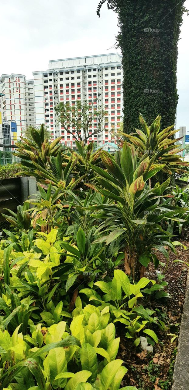 urban over bridge pillers filled with creepers and plants