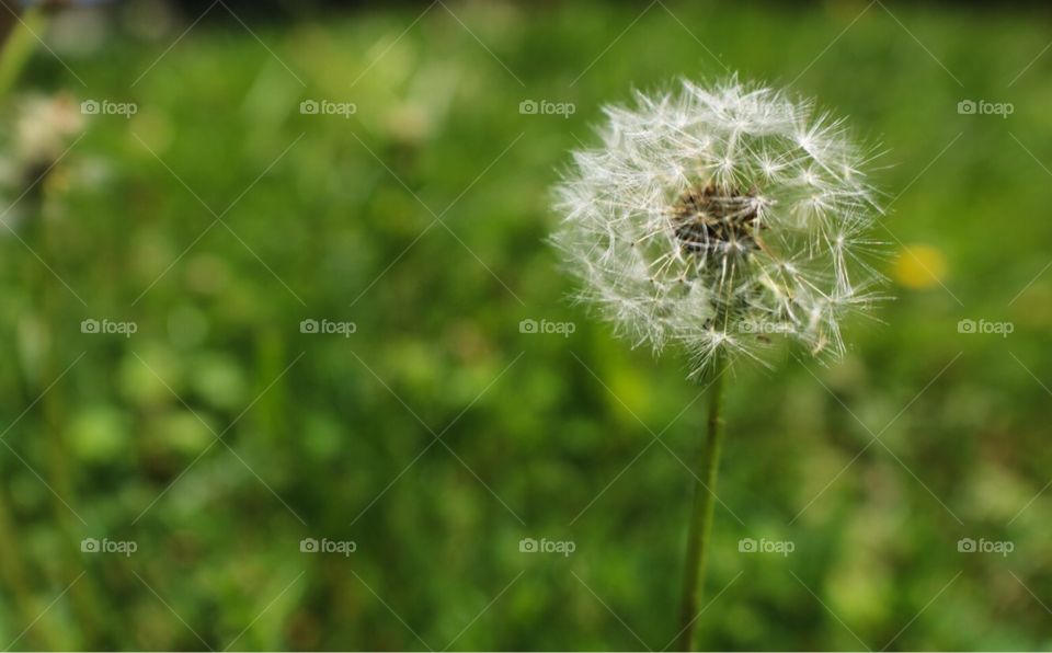 Some see a weed. I see a wish. 
