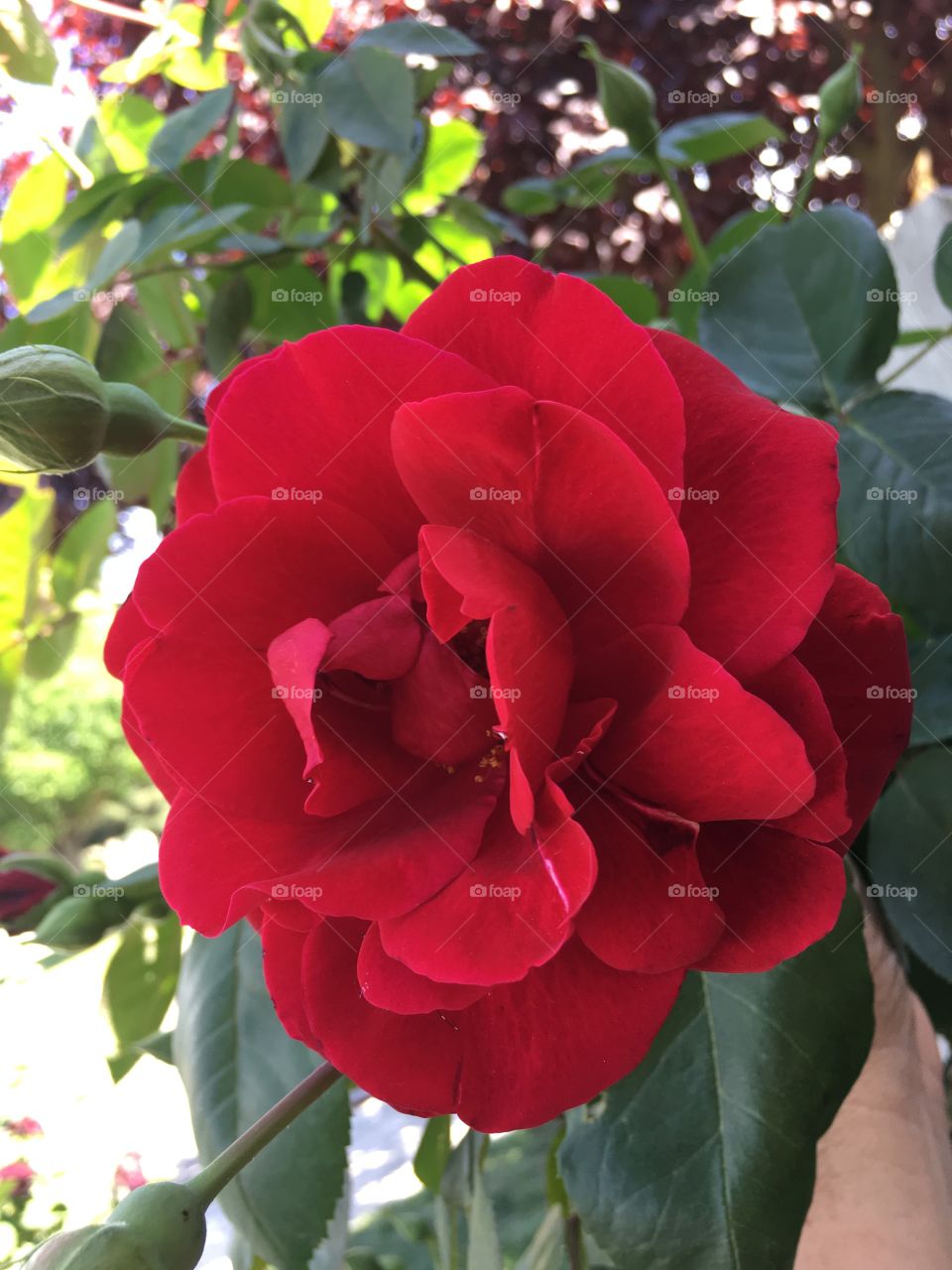 Ermosa flor roja