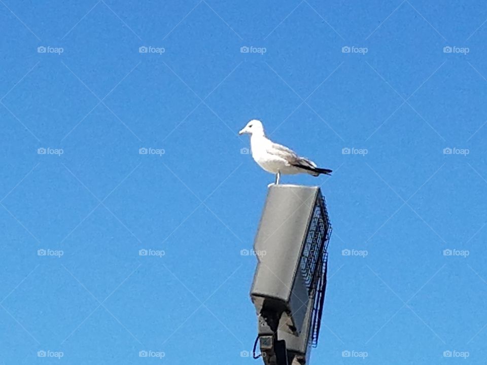 seagull inland
