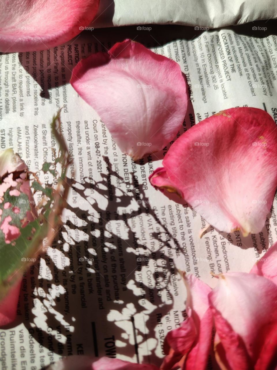 Rose petals on a newspaper with leaf shadow