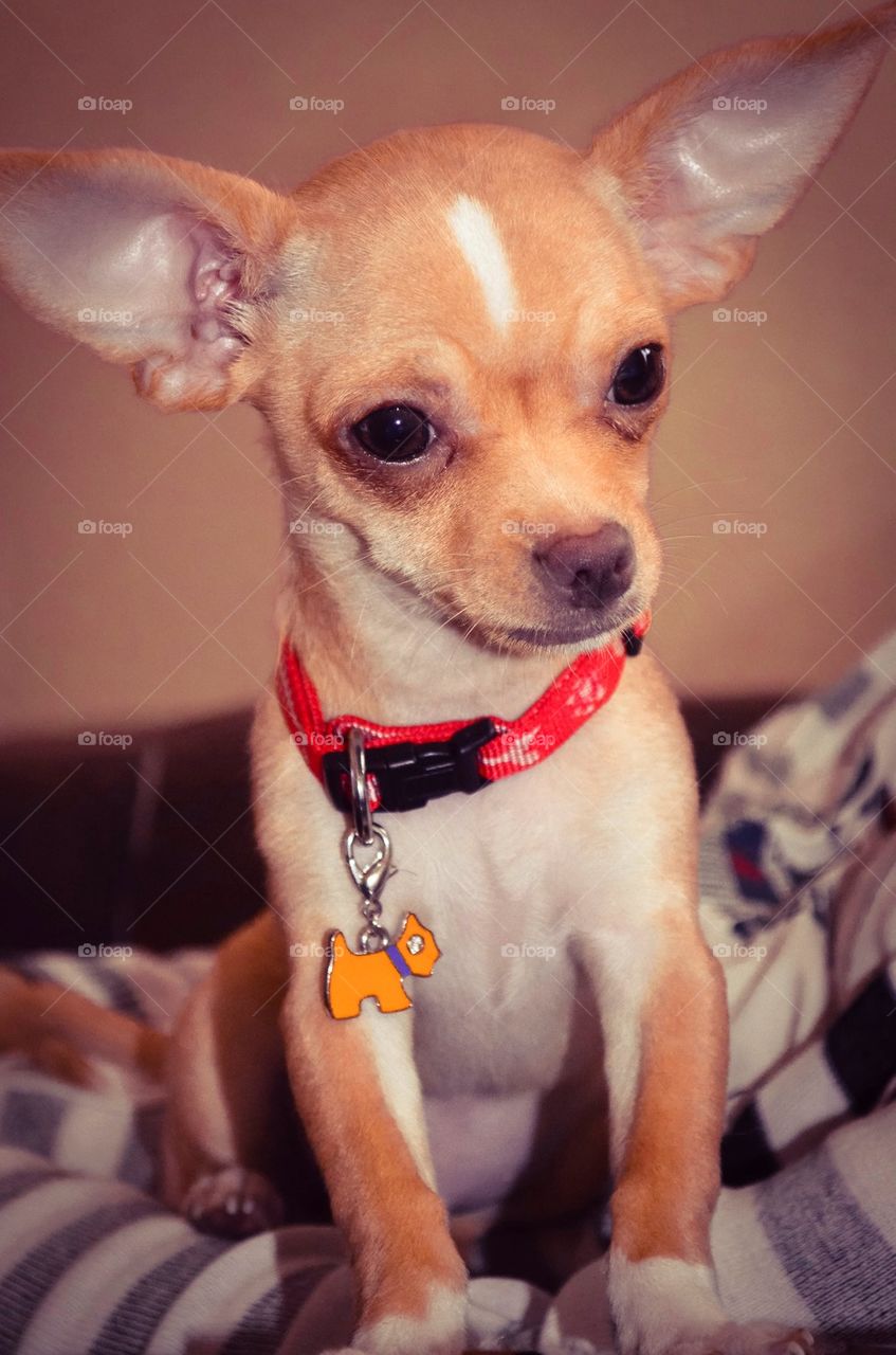 dog red chihuahua small by severina1
