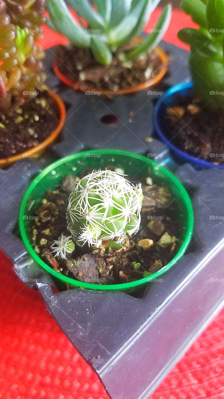 small cactus ready to plant