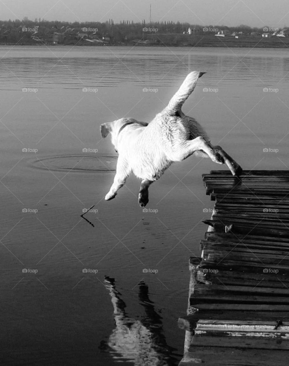 dog jumping into the water from the pier