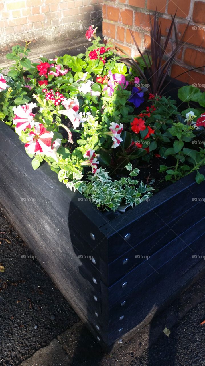 summer Flowers in a planter