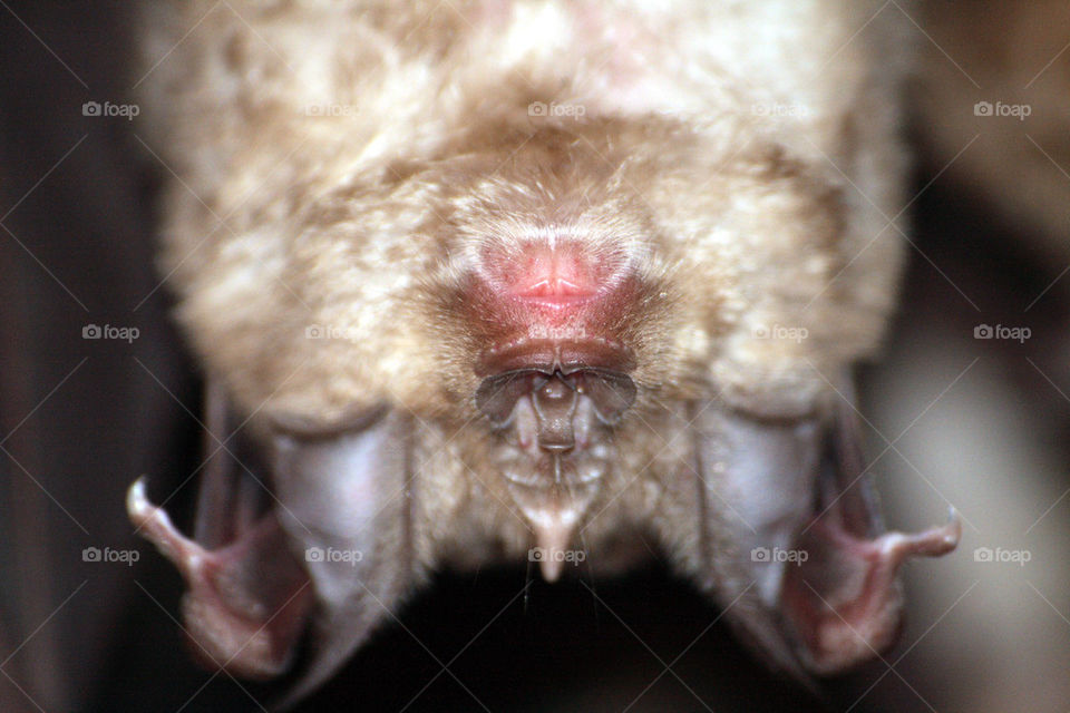 Greater horseshoe bat