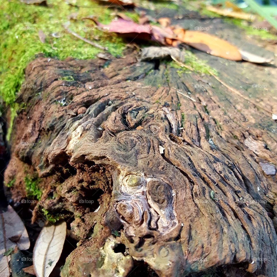 Nature, Desktop, Tree, Wood, No Person