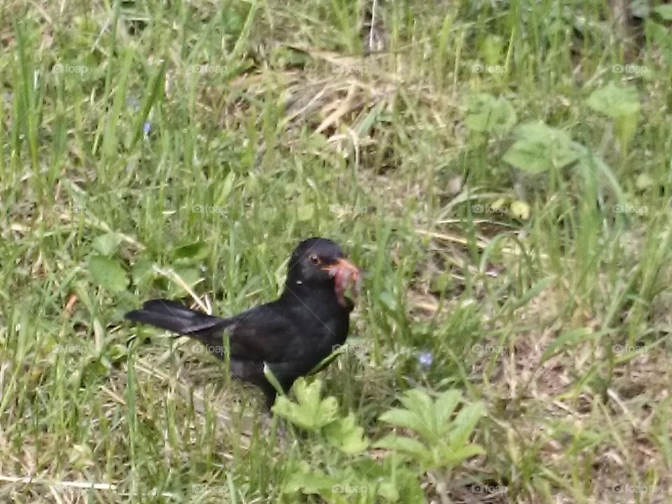 black bird