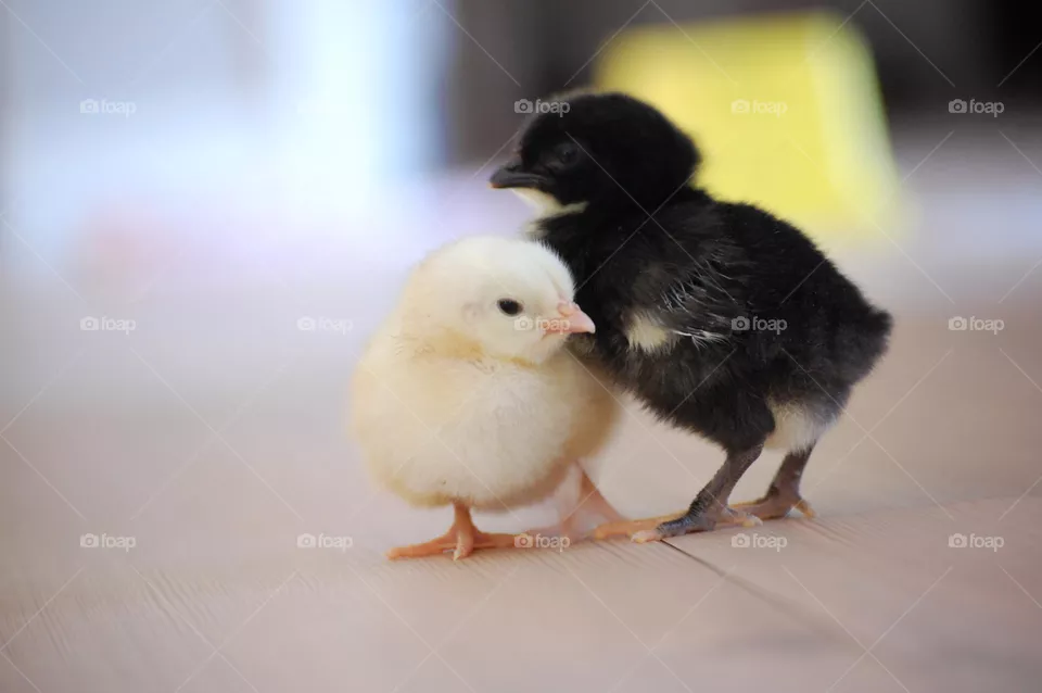 Chicken friends