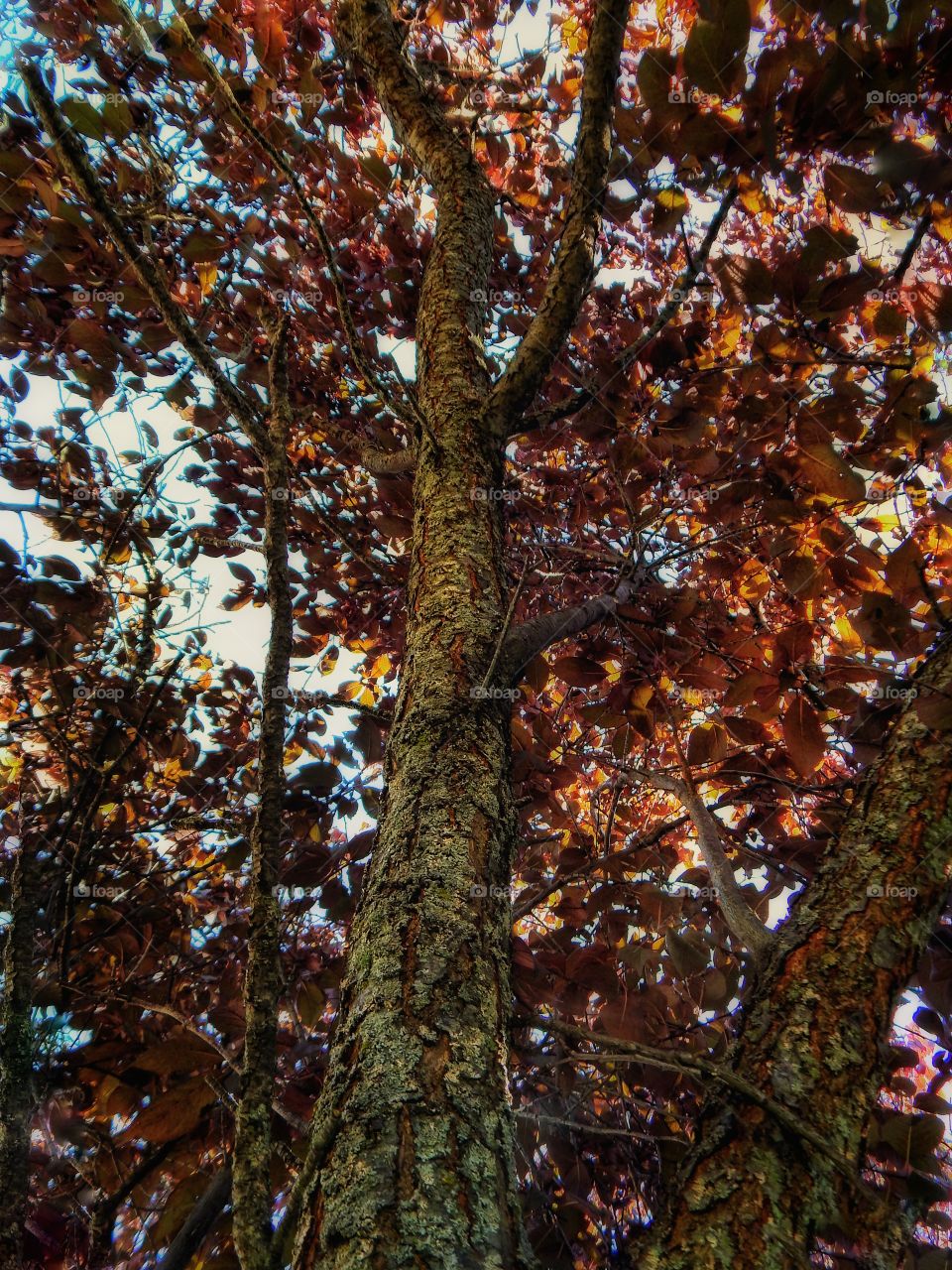 under a tree looking up at the sunlight hitting the leaves