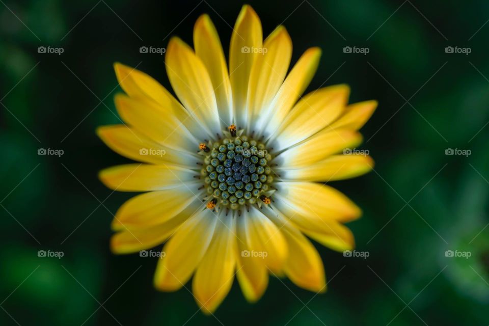 wonderful ... image🖼️
   Beautiful Flower🌼 Leaf🍁