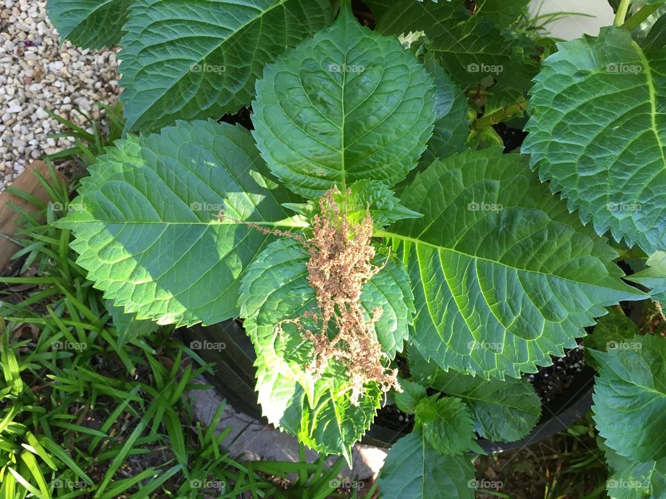 A Hairy Bug or Tree Pollen ?!?