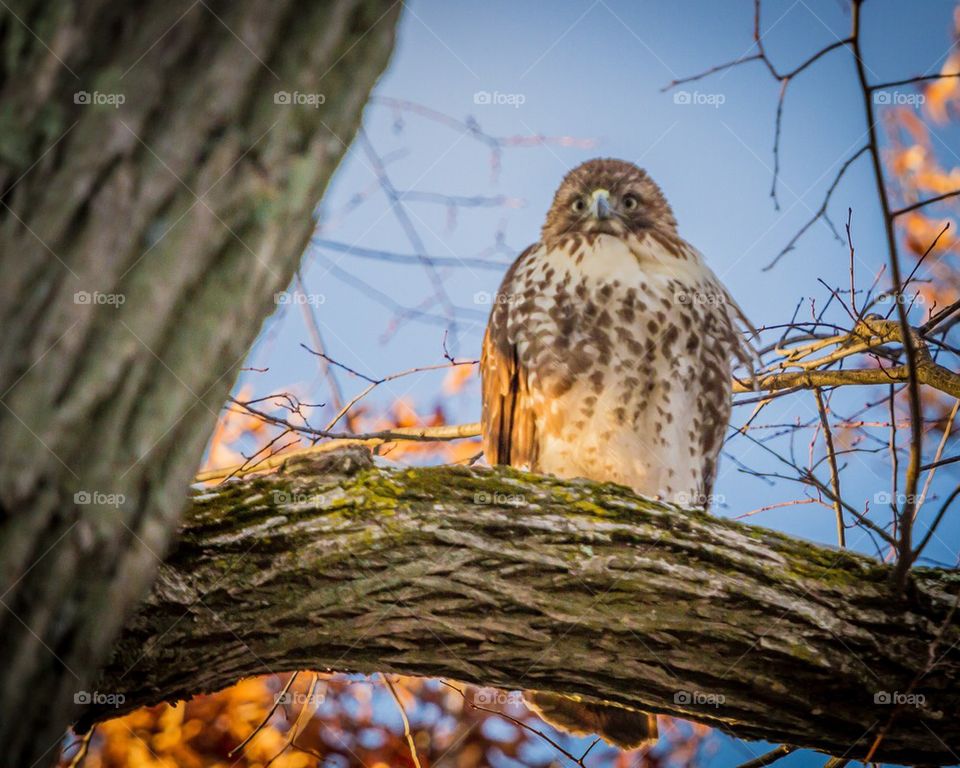 Red-tailed Hawk 