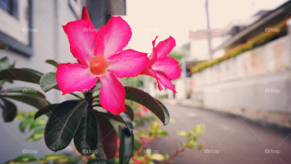 adenium is an ornamental plant species, the stem is large, the lower part resembles a tuber, the stem is not cambium, the roots can enlarge to resemble a tuber, the leaf shape is long, some are oval, pointed, small and large, the flower colors vary