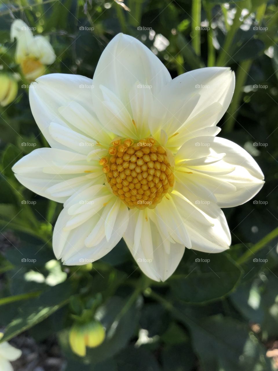 Summer bright white and yellow floral in full bloom in Milwaukee, Wisconsin. Photos can be used for both print or digital. Pics taken using iPhone 8. 