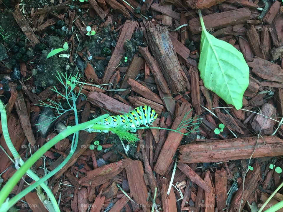 Swallowtail caterpillar feeding on dill leaves